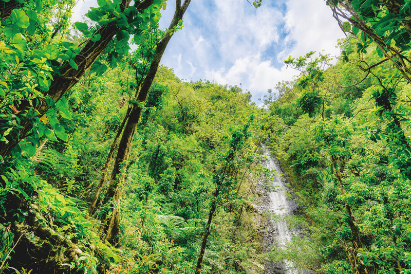 ワイキキから20分まるでジブリの森に迷い込んだかのような「Manoa Falls Trail (マノアの滝ハイキング)」